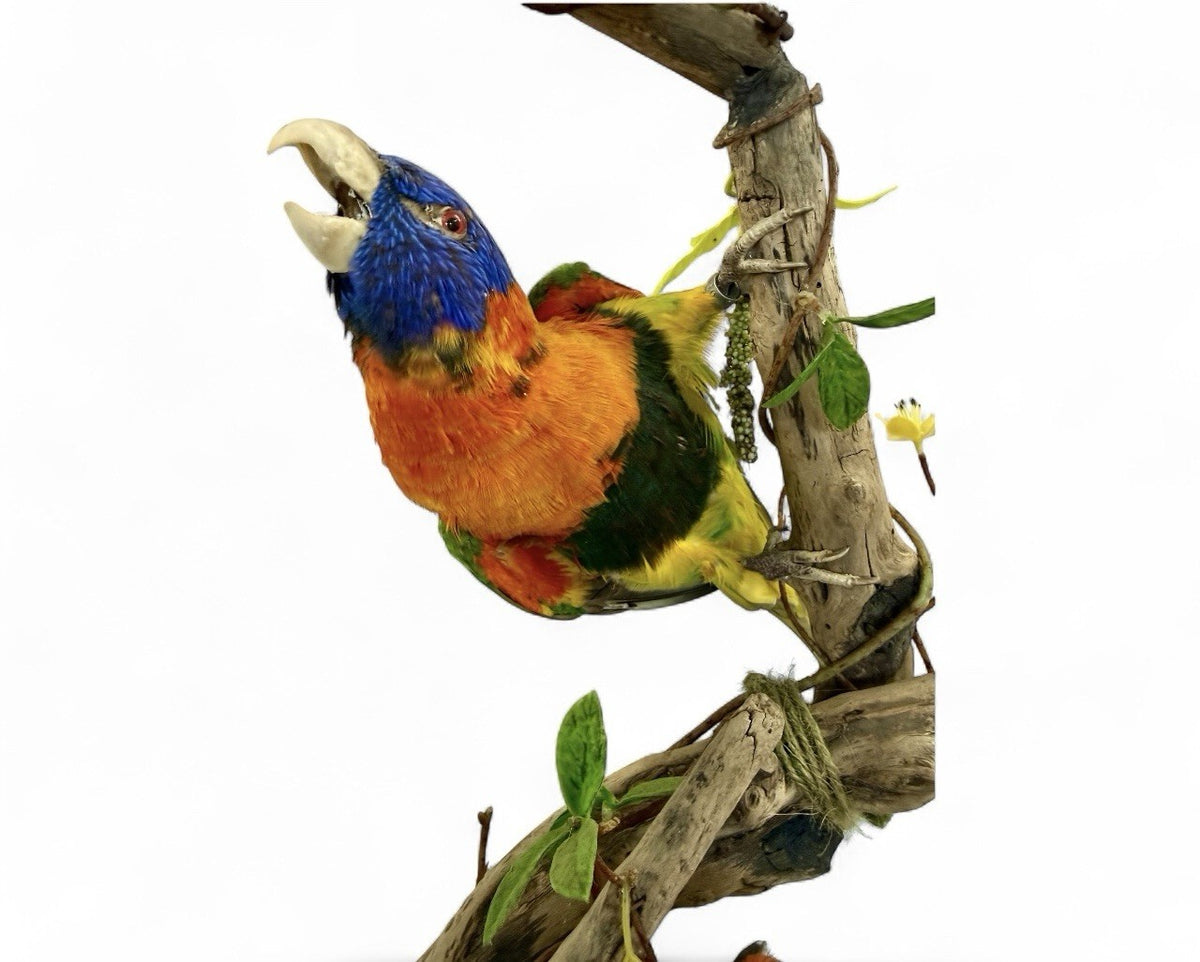 Taxidermy Birds Rainbow Lorikeet