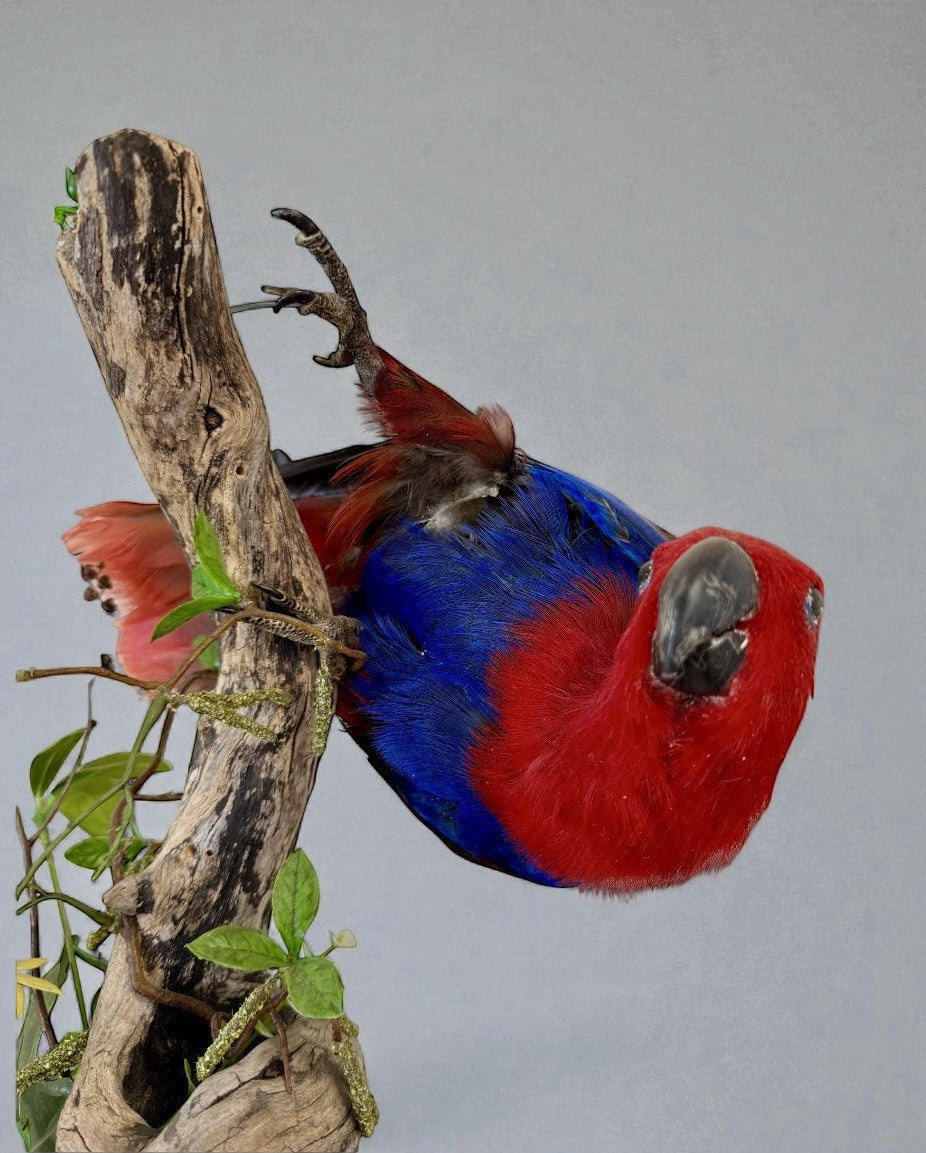 Taxidermy Bird Electus Parrot