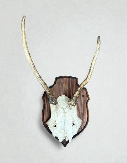 Vintage Deer Skull Mount 