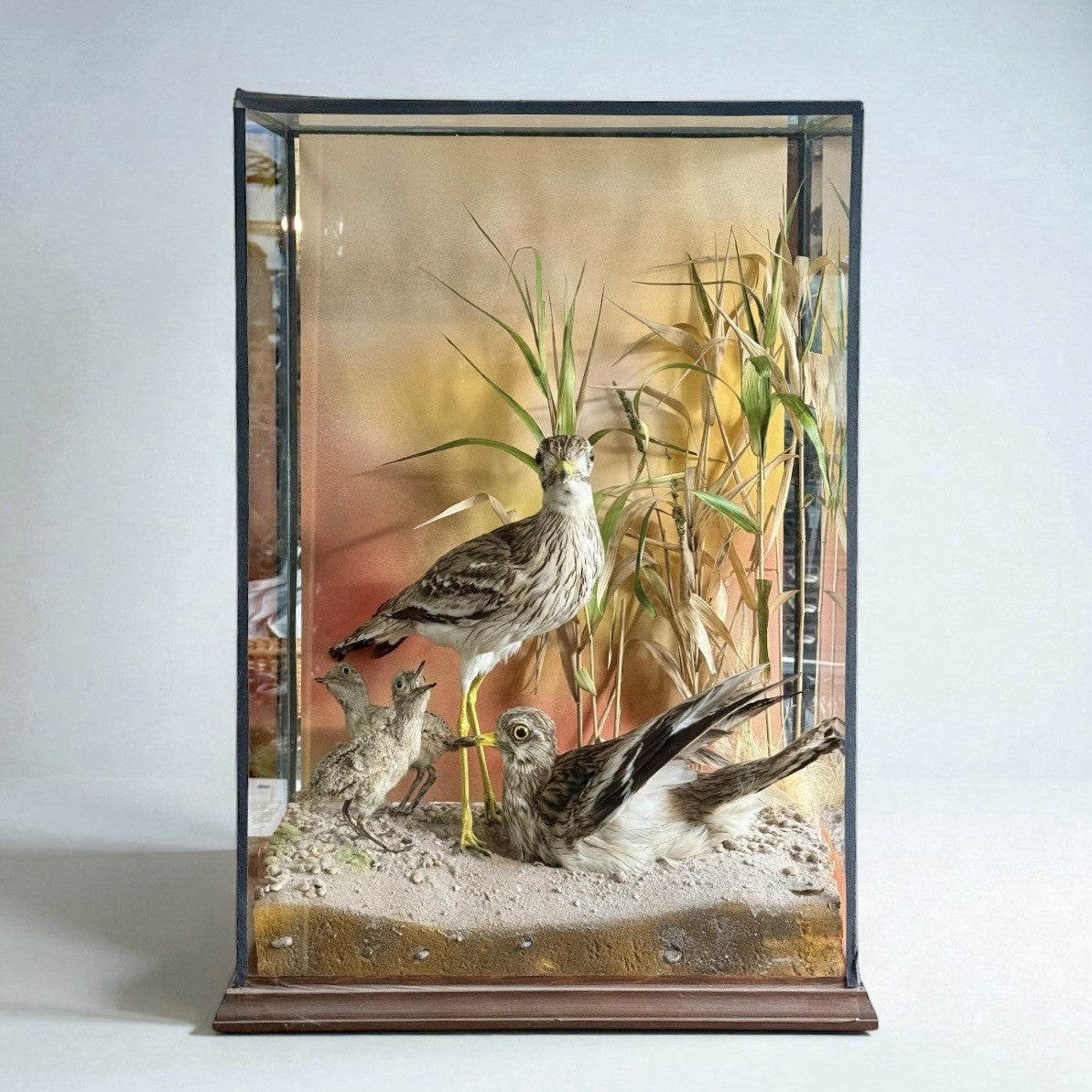Taxidermy Cased Birds Stone Curlew
