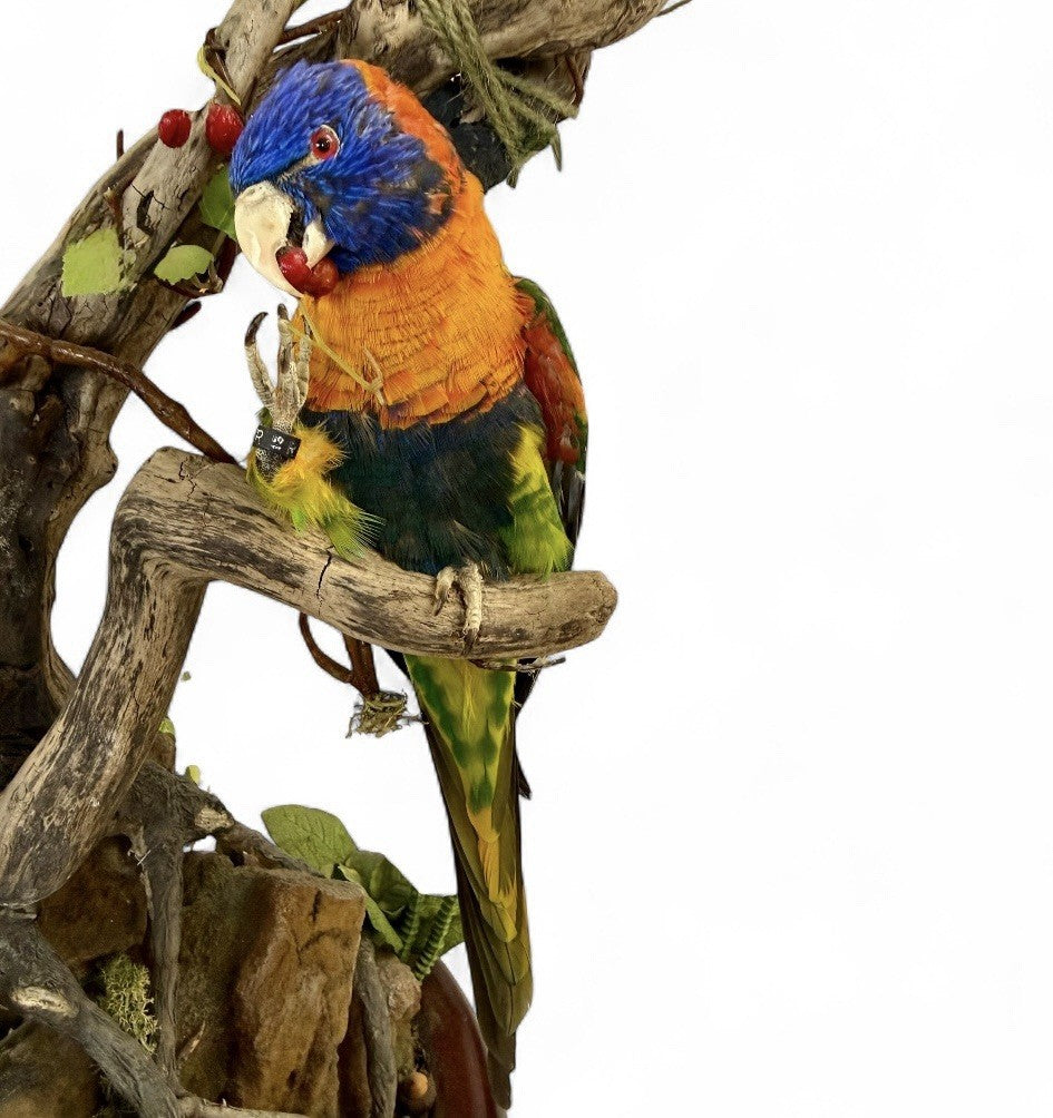 Taxidermy Birds Rainbow Lorikeet