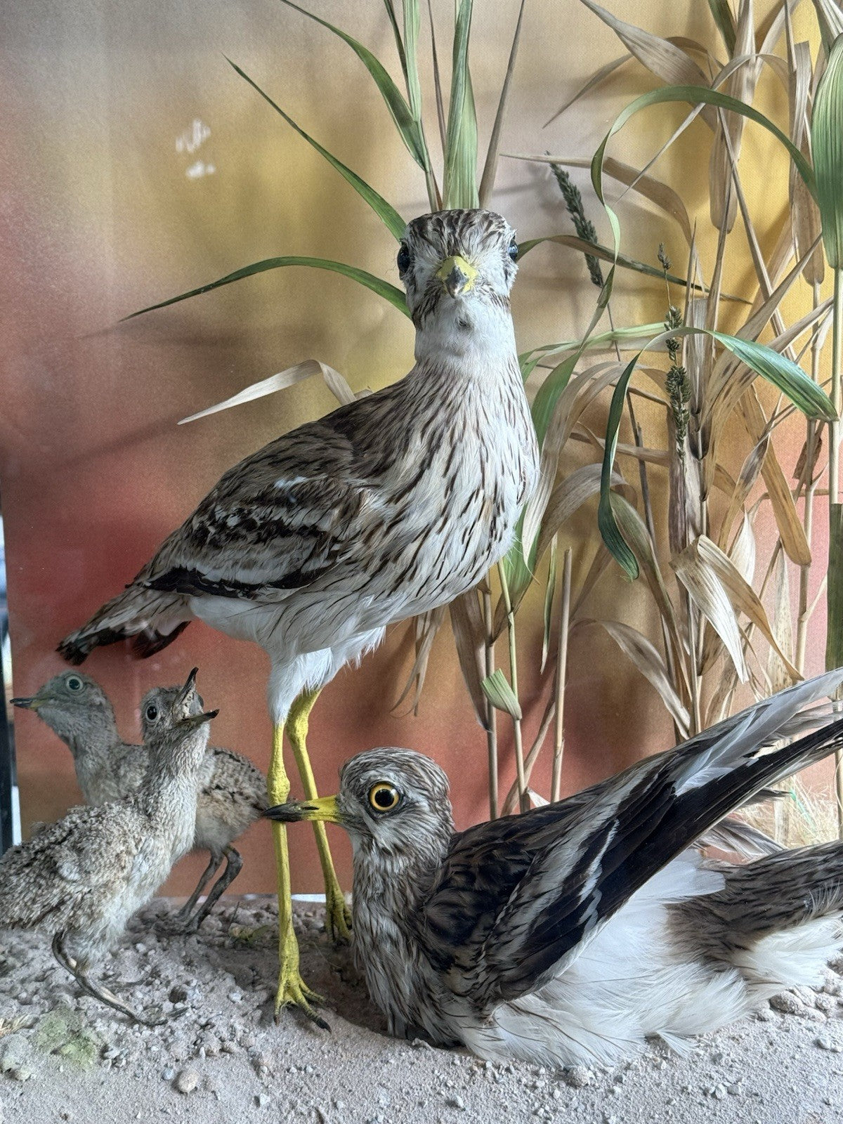 Taxidermy Cased Birds Stone Curlew