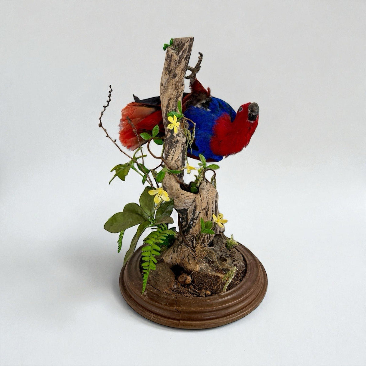 Taxidermy Bird Electus Parrot