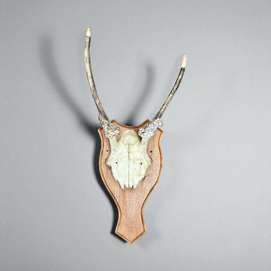 Vintage Deer Skull Mount 