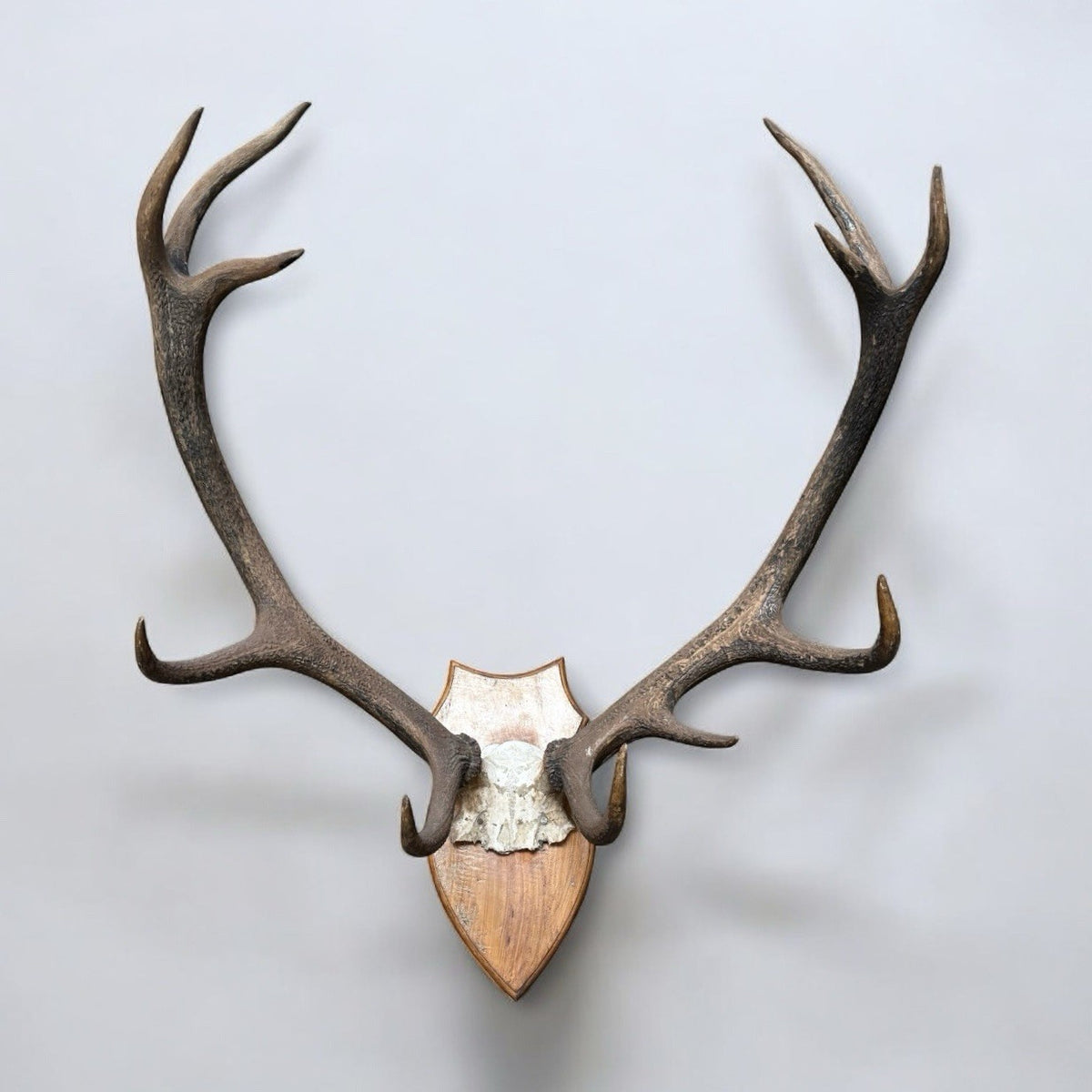 Taxidermy Red Deer Antlers 